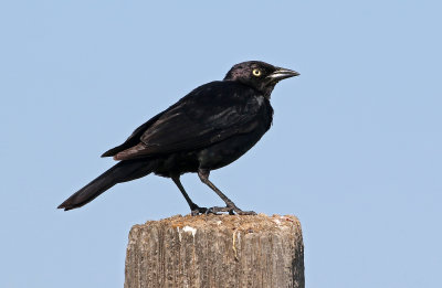 Brewer's Blackbird 2019-07-09