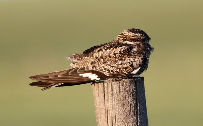 Common Nighthawk 2019-07-09