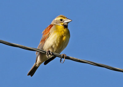 Dickcissel 2019-07-09