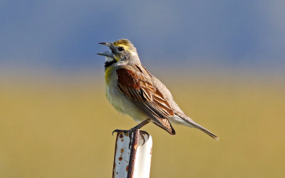 Dickcissel 2019-07-09