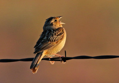 Grasshopper Sparrow 2019-07-09