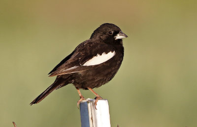 Lark Bunting 2019-07-09