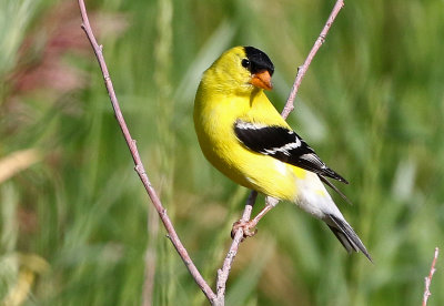 American Goldfinch 2019-07-14