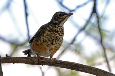 American Robin 2019-07-14
