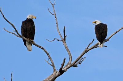 Bald Eagle 2019-07-14