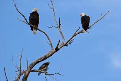 Bald Eagle and Red-tailed Hawk 2019-07-14