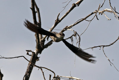 Chimney Swift 2019-07-14