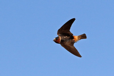 Cliff Swallow 2019-07-14