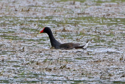 Common Gallinule 2019-07-12