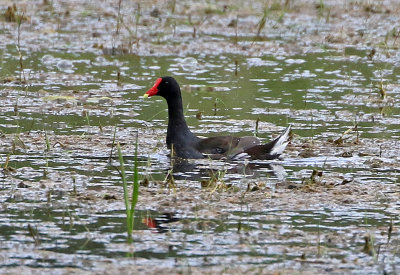 Common Gallinule 2019-07-12