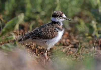Killdeer 2019-07-14