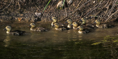 Mallard 2019-07-14
