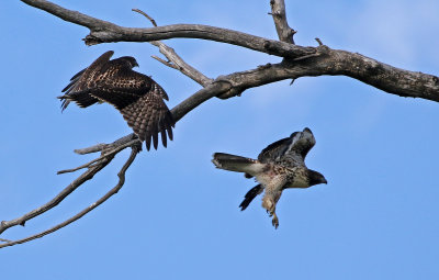 Red-tailed Hawk 2019-07-14