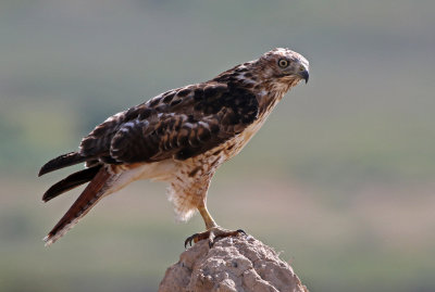 Red-tailed Hawk 2019-07-14