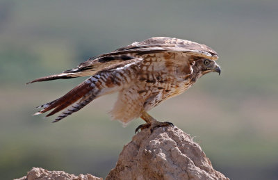 Red-tailed Hawk 2019-07-14