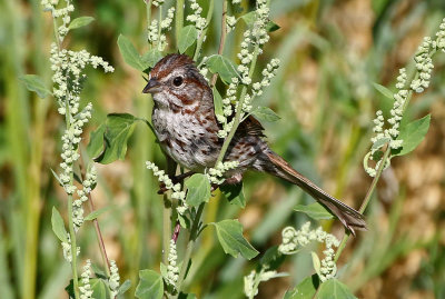Song Sparrow 2019-07-14