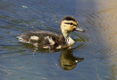 Mallard 2019-07-20