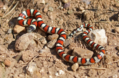 Central Plains Milksnake 2019-07-14