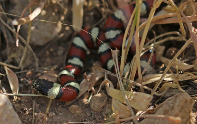 Central Plains Milksnake 2019-07-14