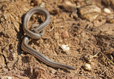 Lined Snake 2019-07-14