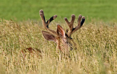 Mule Deer 2019-07-09