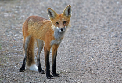 Red Fox 2019-07-14