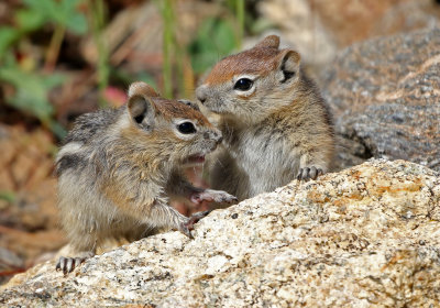 Golden-mantled Ground Squirrel 2019-07-21