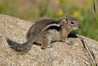 Golden-mantled Ground Squirrel 2019-07-21
