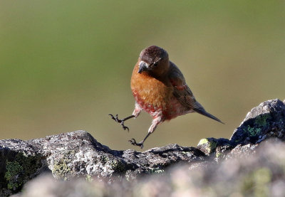 Brown-capped Rosy-Finch 2019-07-21