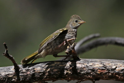 Green-tailed Towhee 2019-07-21