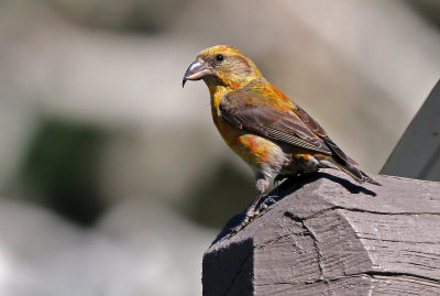 Red Crossbill 2019-07-21