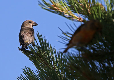 Red Crossbill 2019-07-21