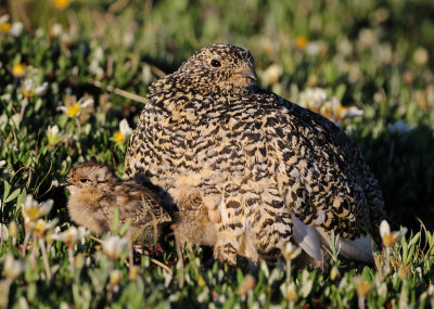 White-tailed Ptarmigan 2019-07-21