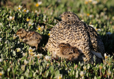White-tailed Ptarmigan 2019-07-21