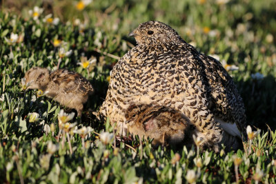 White-tailed Ptarmigan 2019-07-21