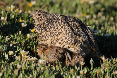 White-tailed Ptarmigan 2019-07-21