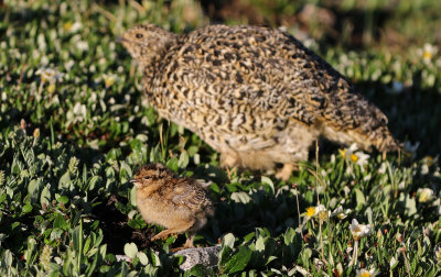 White-tailed Ptarmigan 2019-07-21