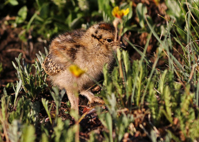 White-tailed Ptarmigan 2019-07-21