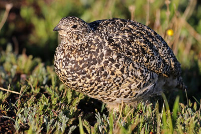 White-tailed Ptarmigan 2019-07-21