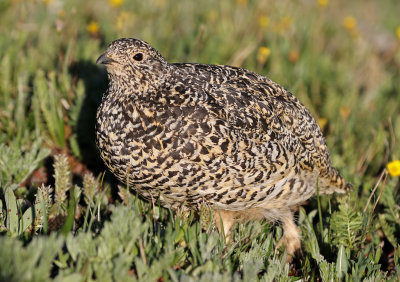 White-tailed Ptarmigan 2019-07-21
