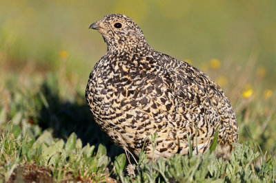 White-tailed Ptarmigan 2019-07-21