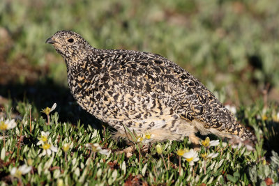 White-tailed Ptarmigan 2019-07-21