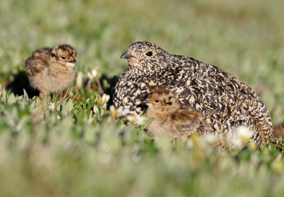 White-tailed Ptarmigan 2019-07-21