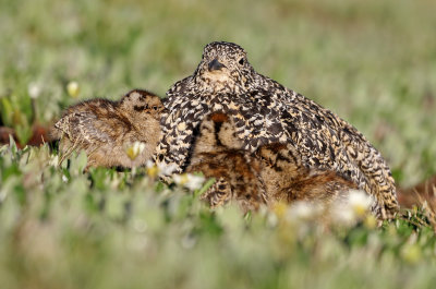 White-tailed Ptarmigan 2019-07-21