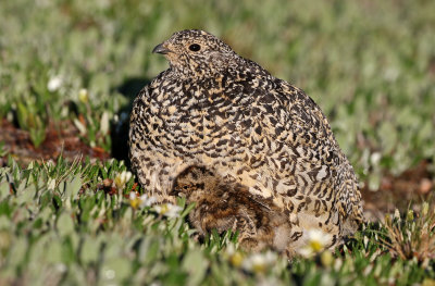 White-tailed Ptarmigan 2019-07-21