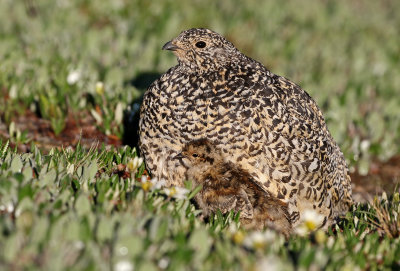 White-tailed Ptarmigan 2019-07-21