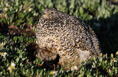 White-tailed Ptarmigan 2019-07-21