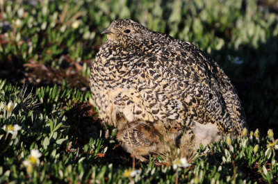 White-tailed Ptarmigan 2019-07-21