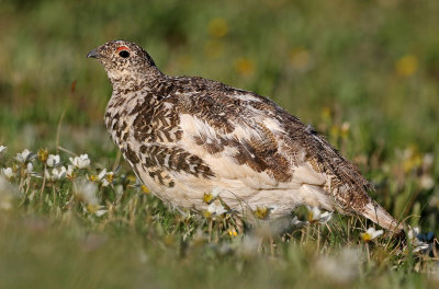 White-tailed Ptarmigan 2019-07-21