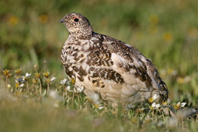 White-tailed Ptarmigan 2019-07-21